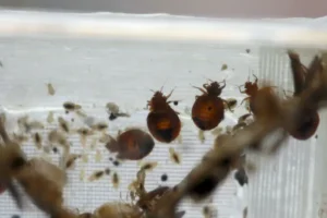 bed bugs in your house