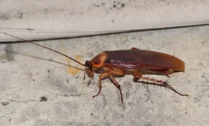 American-Cockroach